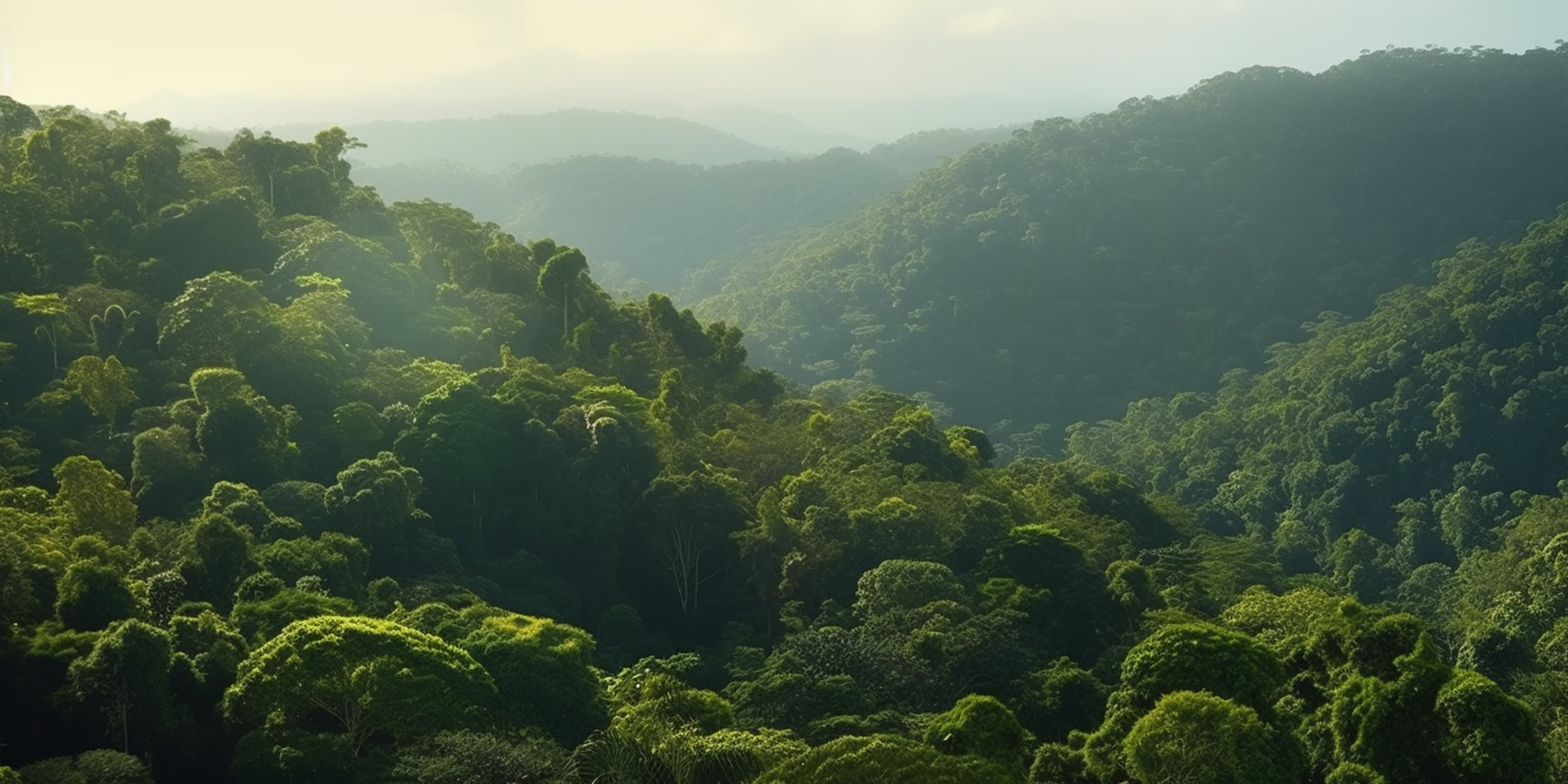 Forest background